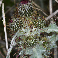 Cirsium douglasii douglasii