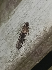 Chionodes mediofuscella