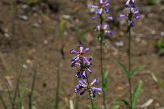 Penstemon