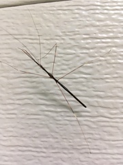 Emesaya brevipennis