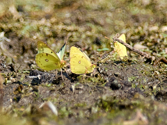 Colias hyale