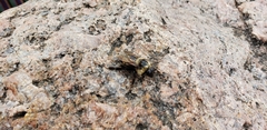 Bombus auricomus