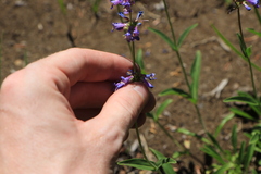 Penstemon