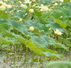 Nelumbo lutea