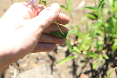 Penstemon