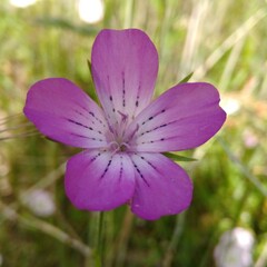 Agrostemma githago