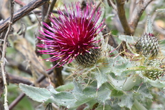 Cirsium douglasii douglasii