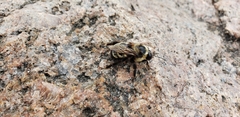 Bombus auricomus