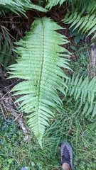 Dryopteris filix-mas