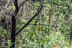 Chloroceryle americana