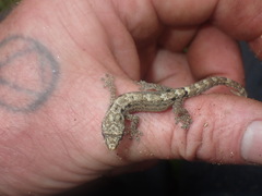 Lepidodactylus lugubris