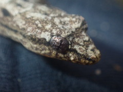 Lepidodactylus lugubris