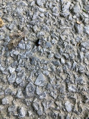 Pangaeus bilineatus