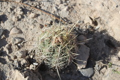 Thelocactus bicolor bicolor