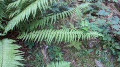Dryopteris filix-mas