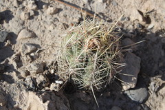Thelocactus bicolor bicolor
