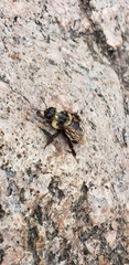 Bombus auricomus