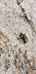 Bombus auricomus