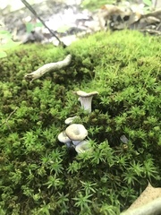 Craterellus foetidus