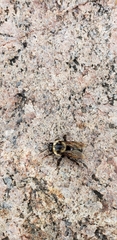 Bombus auricomus