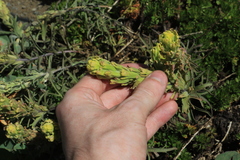 Castilleja arachnoidea