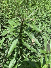 Hygrophila lacustris