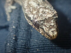 Lepidodactylus lugubris