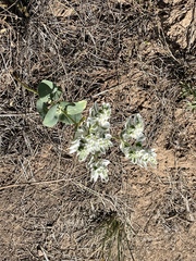 Euphorbia marginata