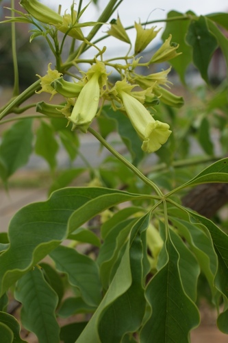 Cybistax antisyphilitica (Mart.) Mart.