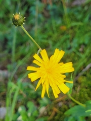 Pilosella piloselloides
