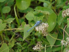 Erythemis simplicicollis