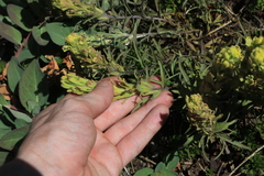 Castilleja arachnoidea