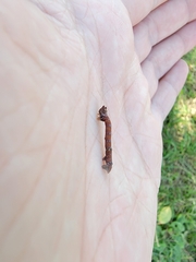 Biston betularia
