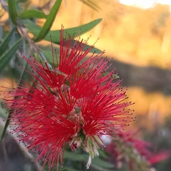 Melaleuca