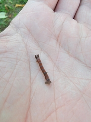 Biston betularia