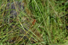 Carex bebbii