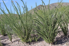 Fouquieria splendens