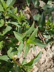 Teedia lucida