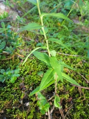 Pilosella piloselloides