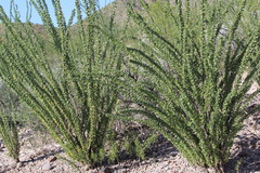 Fouquieria splendens