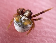 Mastophora