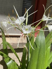 Hymenocallis