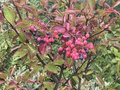 Viburnum cassinoides image