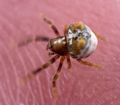 Mastophora
