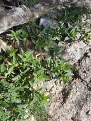 Teedia lucida