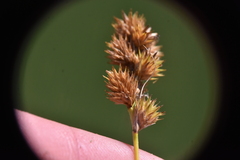 Carex bebbii