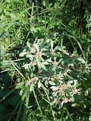 Gnaphalium uliginosum