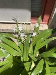 Hymenocallis