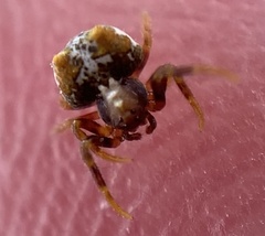 Mastophora