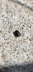 Geotomini
